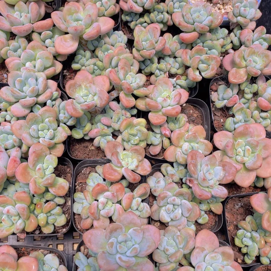 量拍7号 优选红洛神群生一个