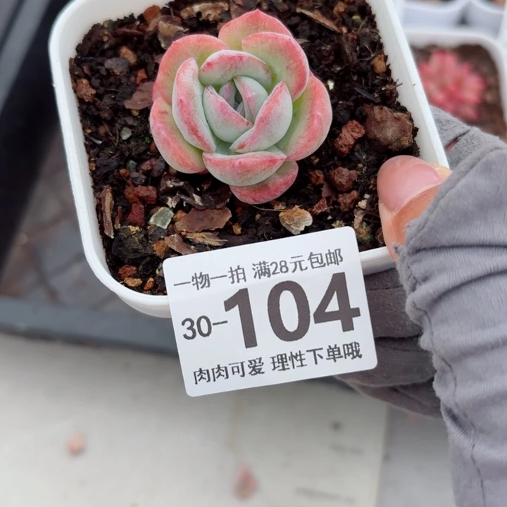 石化桔子冰多肉多肉多肉植物多肉