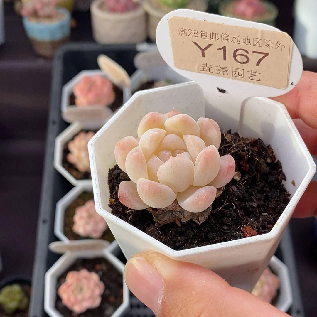 0167 白桃汽水 3.5cm