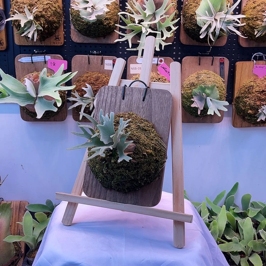 nook 株黄 鹿角蕨