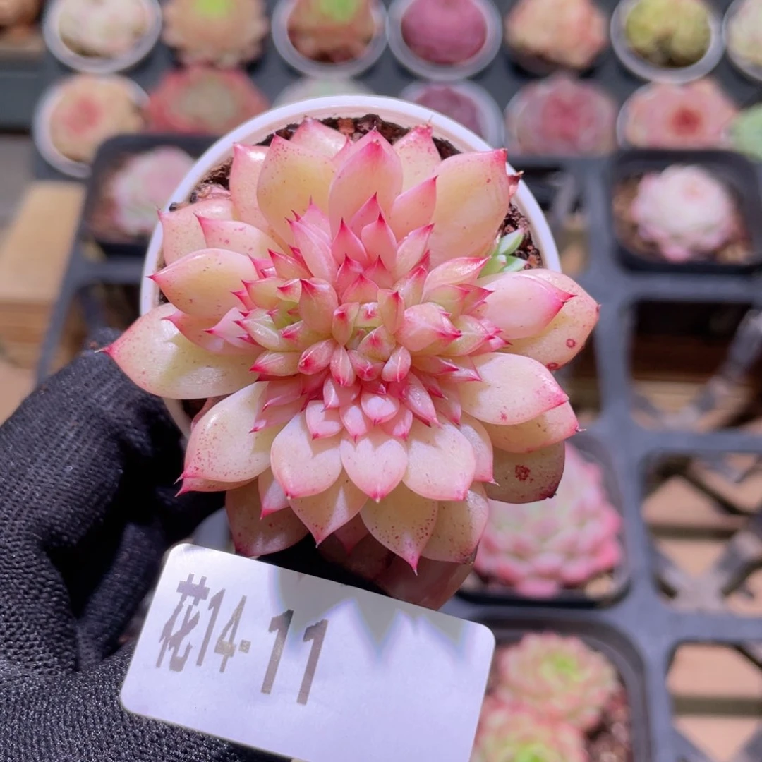 花利美14-11新麦秆
