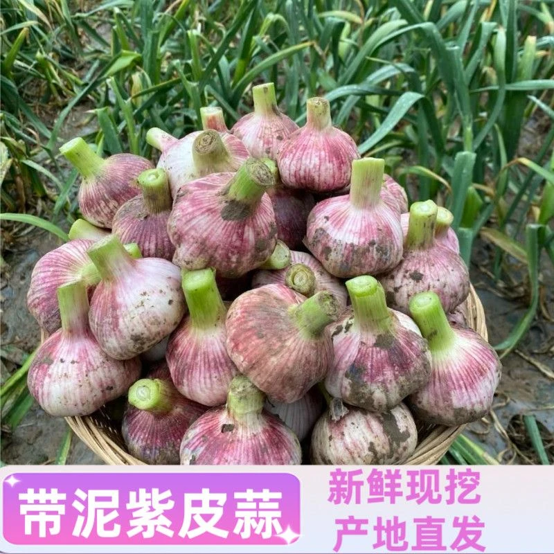 河南现挖新鲜紫皮大蒜头可做糖醋蒜