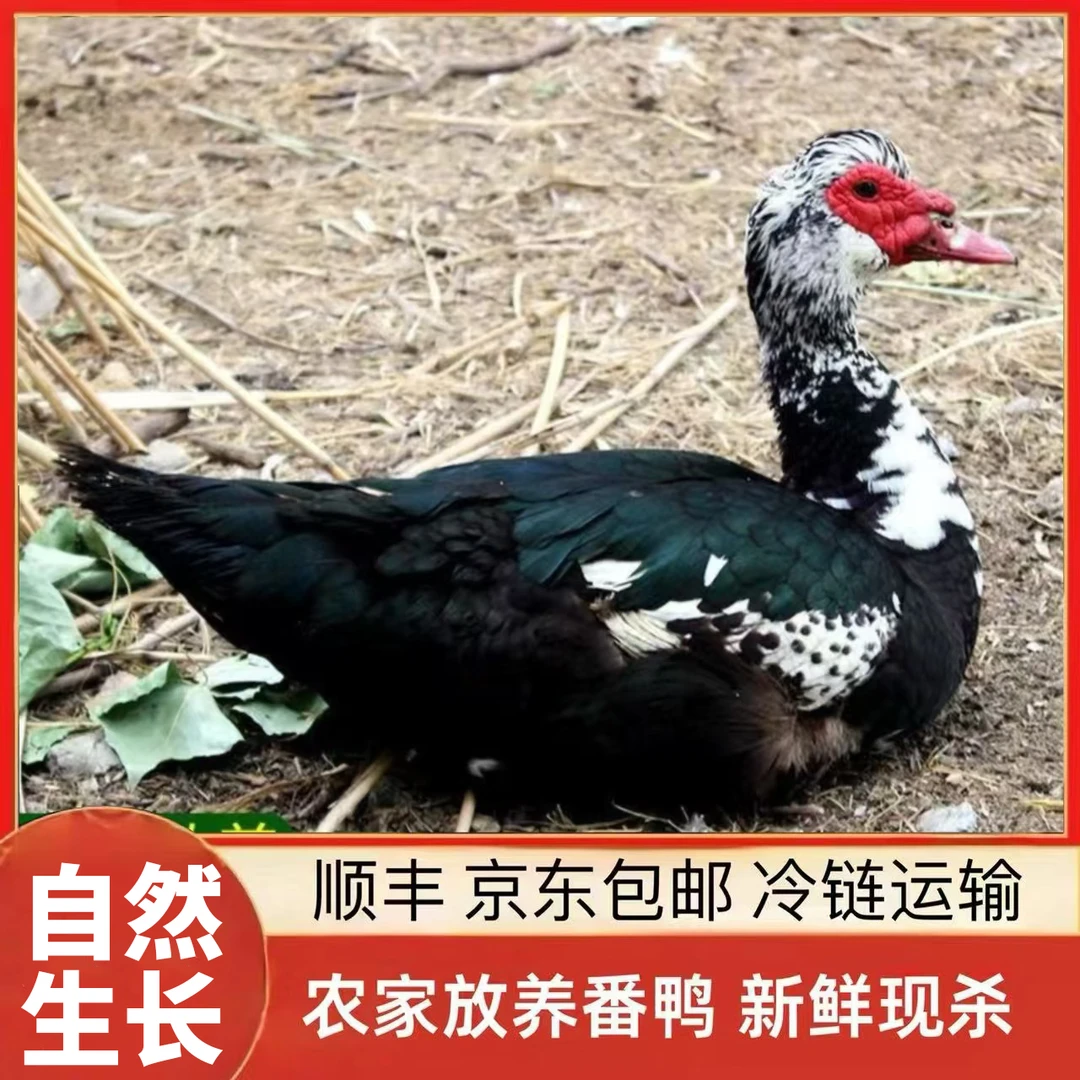 【小戴家】山林放养番鸭 现宰现杀 顺丰/京东包邮 2只净重8-9斤