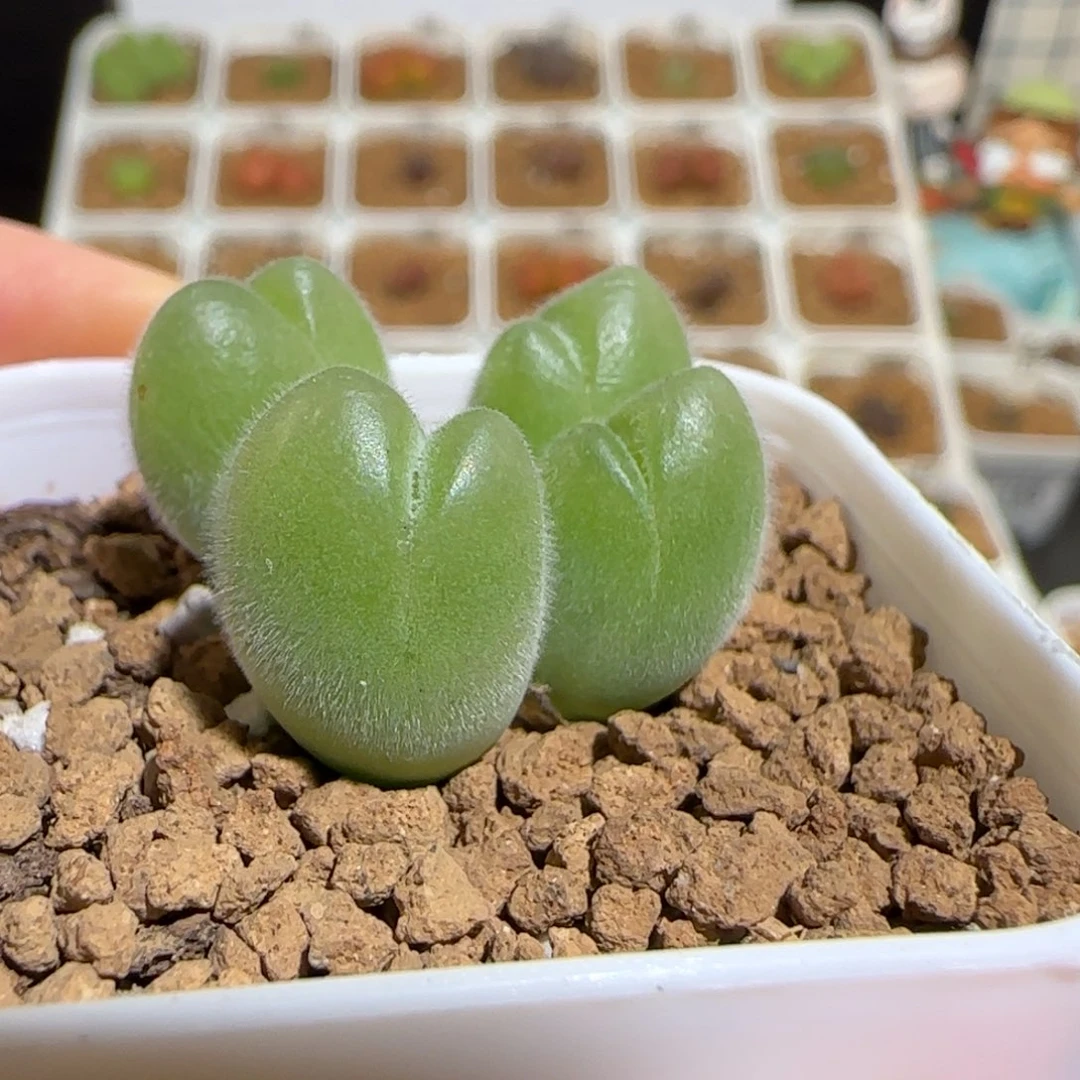 肉锥多肉植物组合-长毛翠滴156