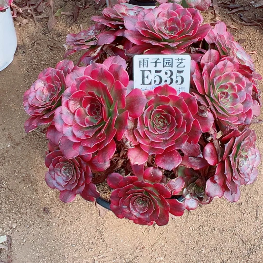 535美姬尺寸20左右