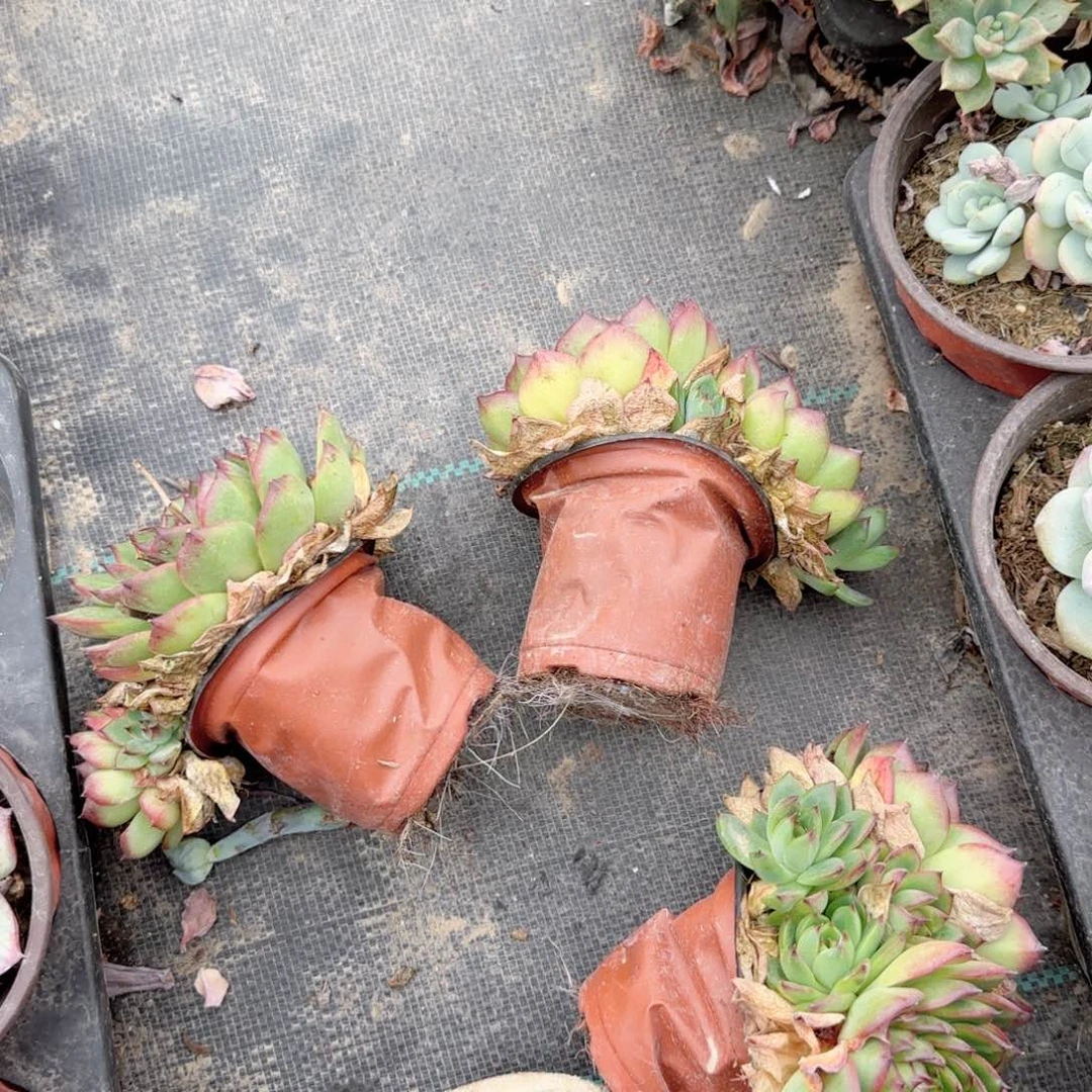 无花朵月亮石单头带崽