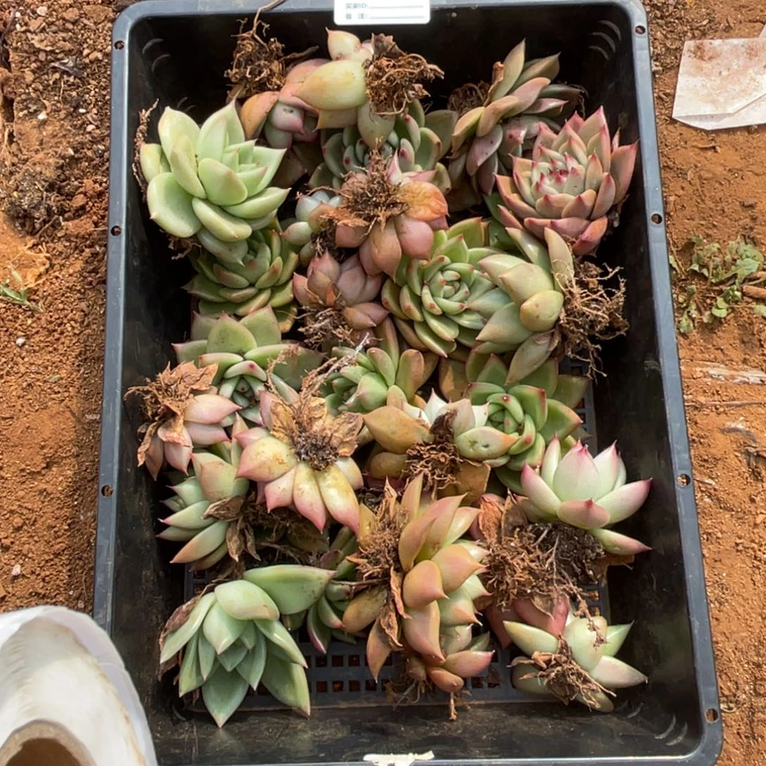 无花朵若如东云组拍E038