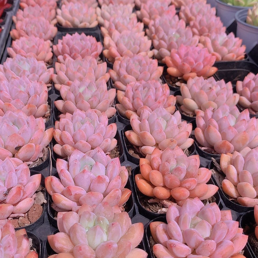 半夏458877777777777888