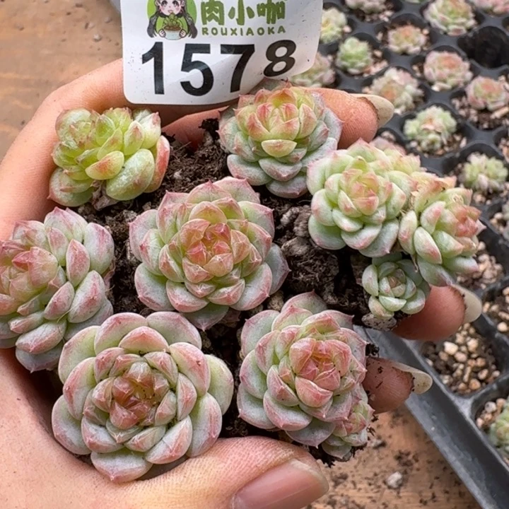 无花朵多肉植物多肉植物