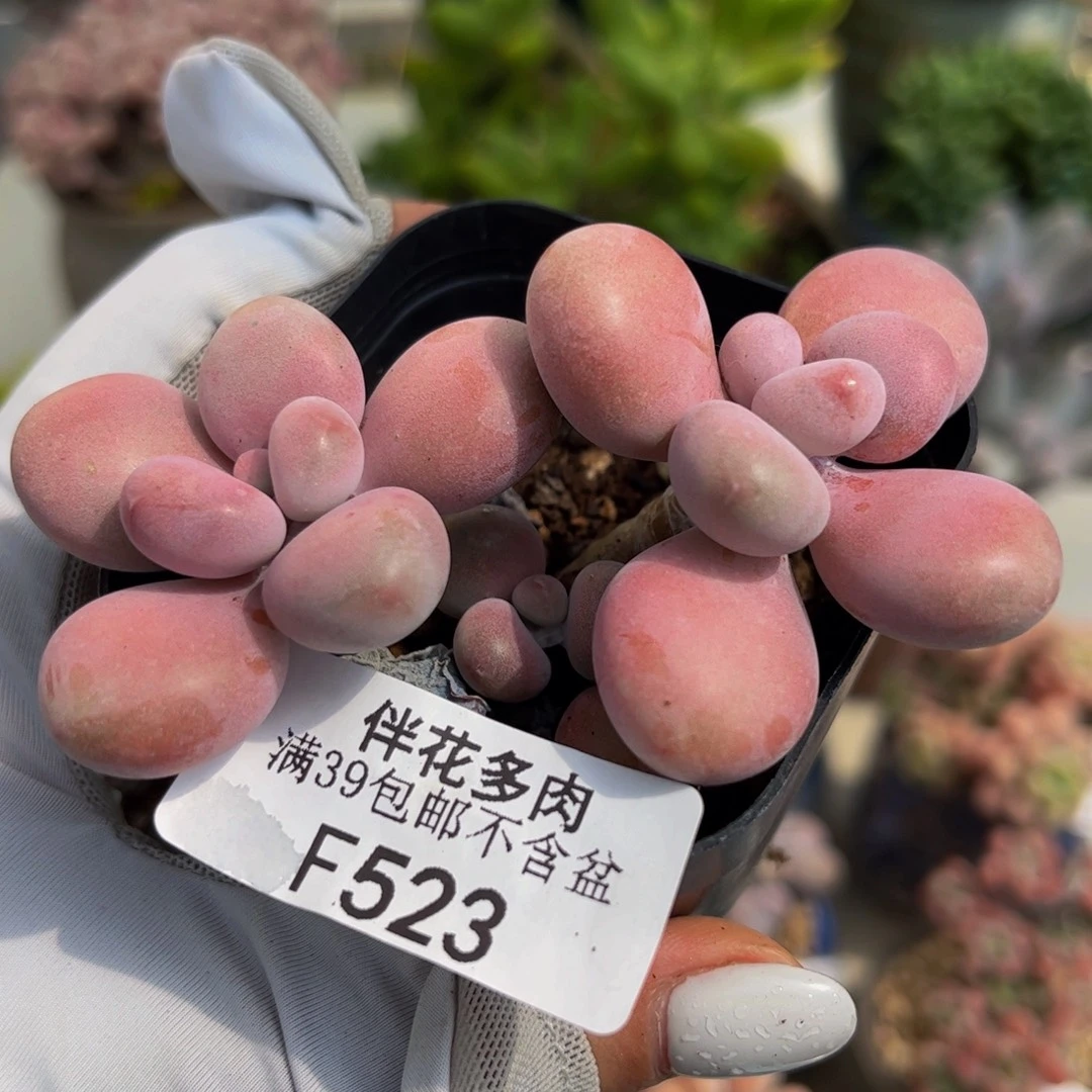 523-腰子桃蛋多肉6cm