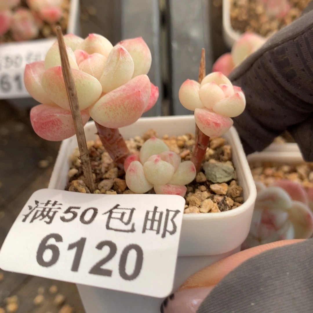 6130。小树白底糖心冰玉三头。