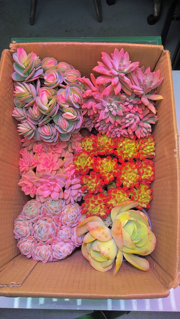 粉色热销【 6盆高品质多肉】带盆带土种好栽好一整箱不重复多肉