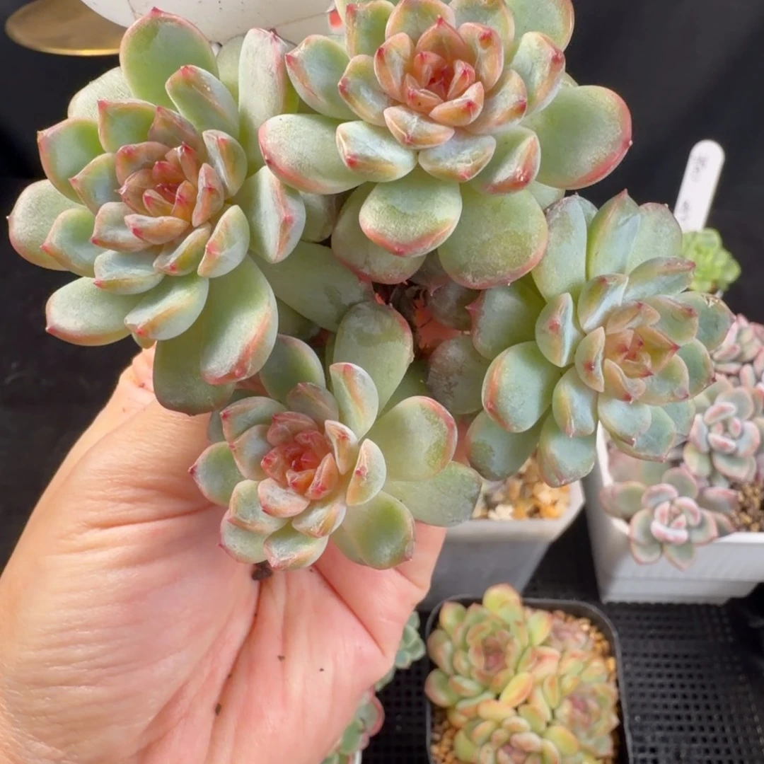 石榴汁珍妮四头群脱土发80号