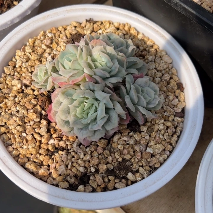 与***飞泡泡纱裙 夏鸣园艺