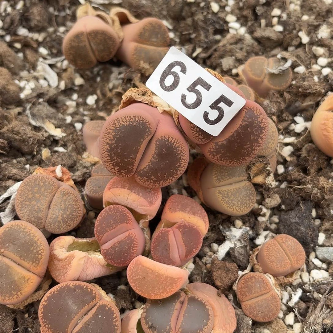 林**?生石花一物一拍655