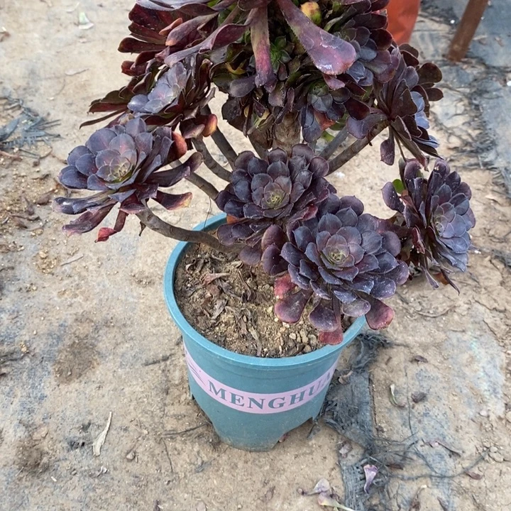 红桐壶中斑34多肉植物法师法师