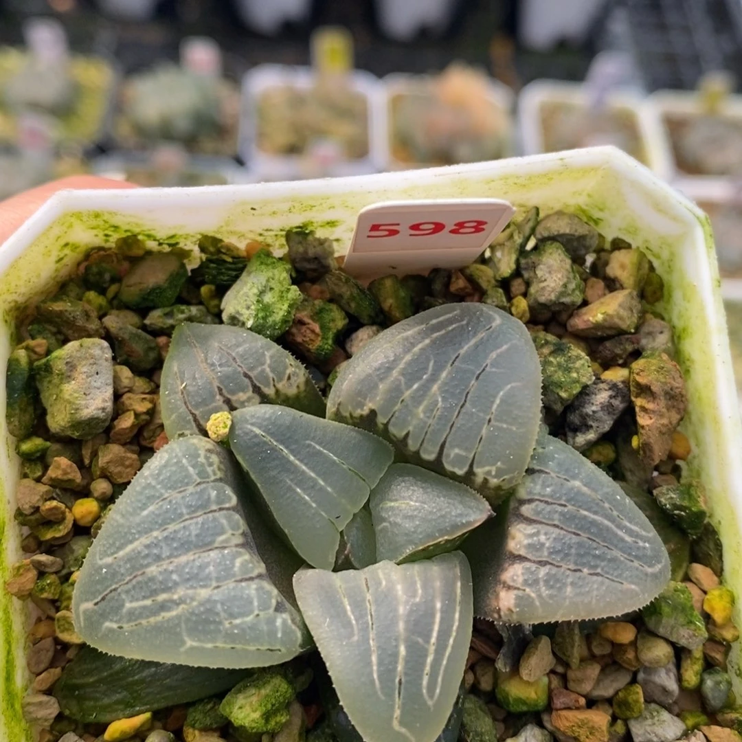 598粉甜心十二卷多肉植物