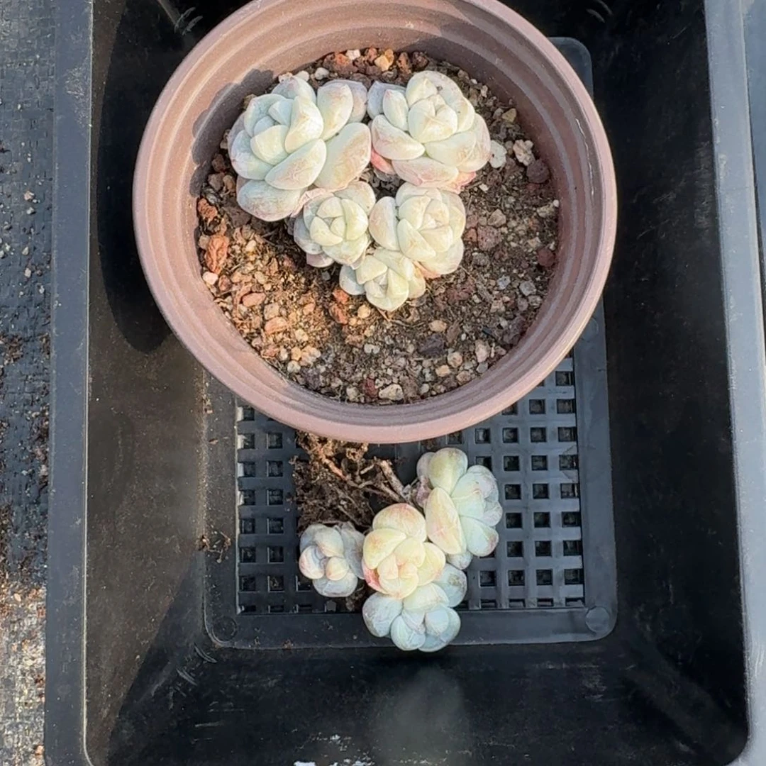 @*豆129 号到手1框江北多肉