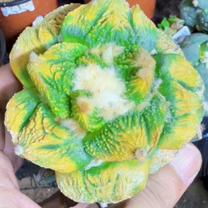 无花朵福利苗接牡丹锦719