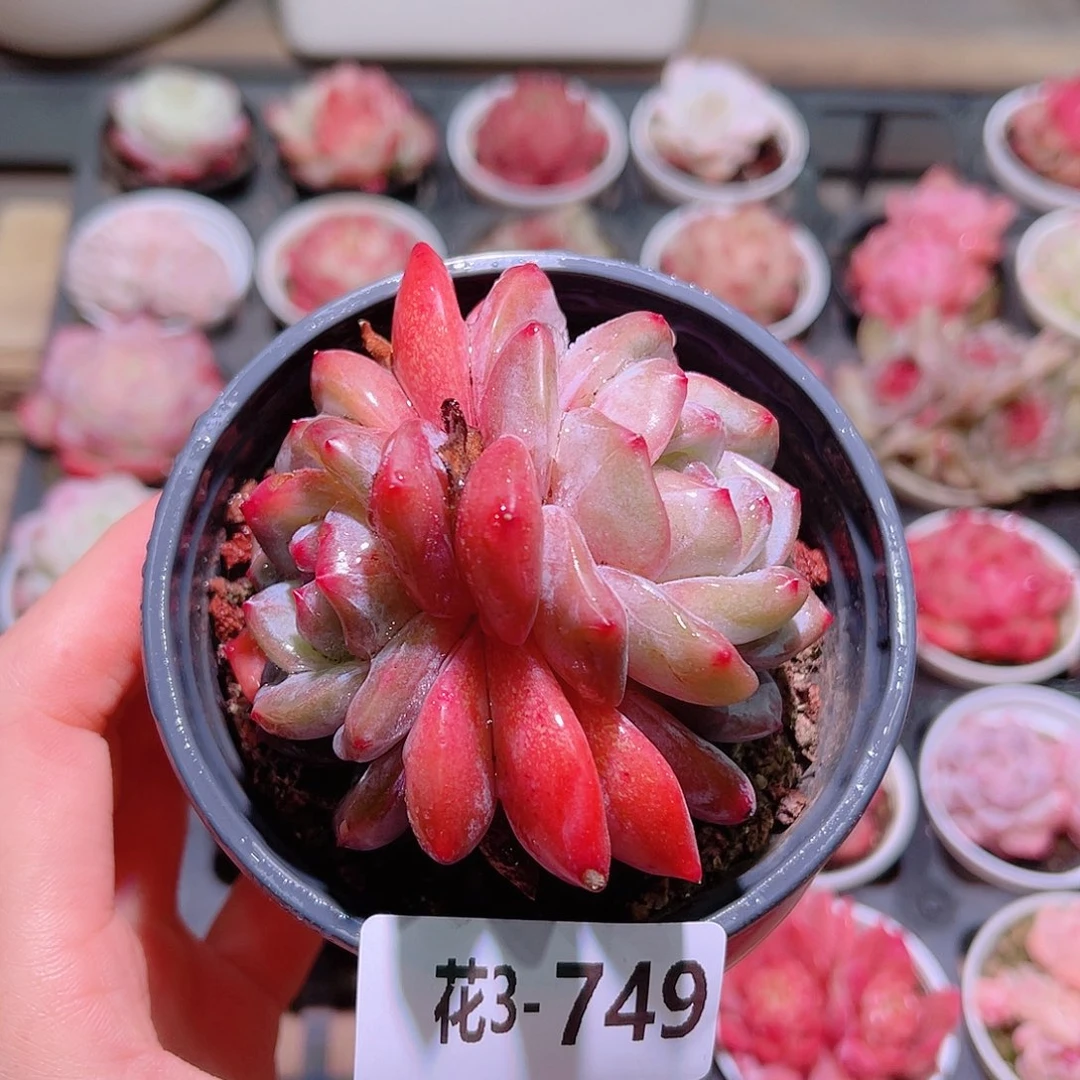 花利美3-749橙梦露