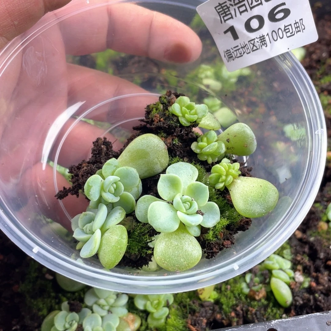 青梅竹马一物一拍106
