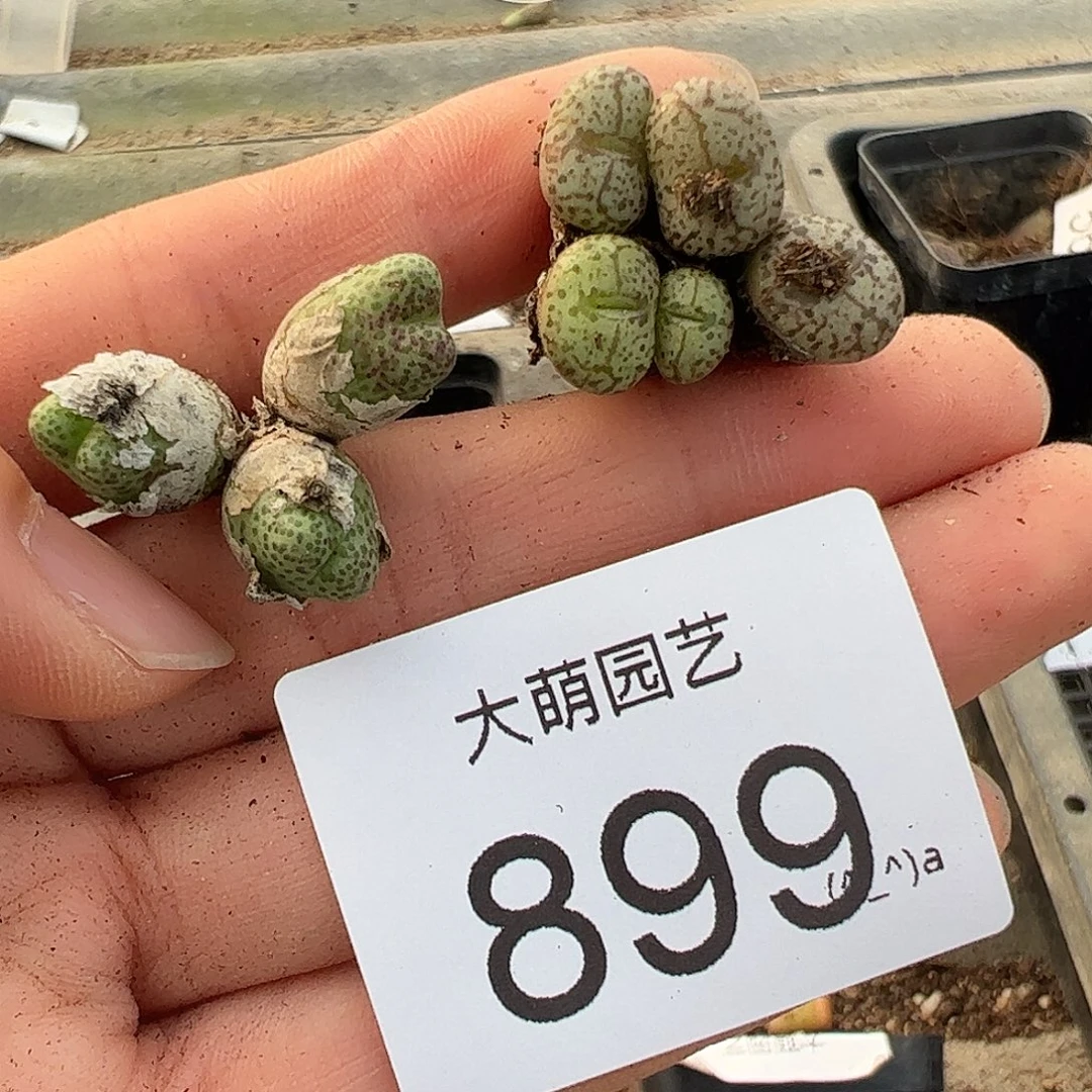 一物一拍。          无售后899