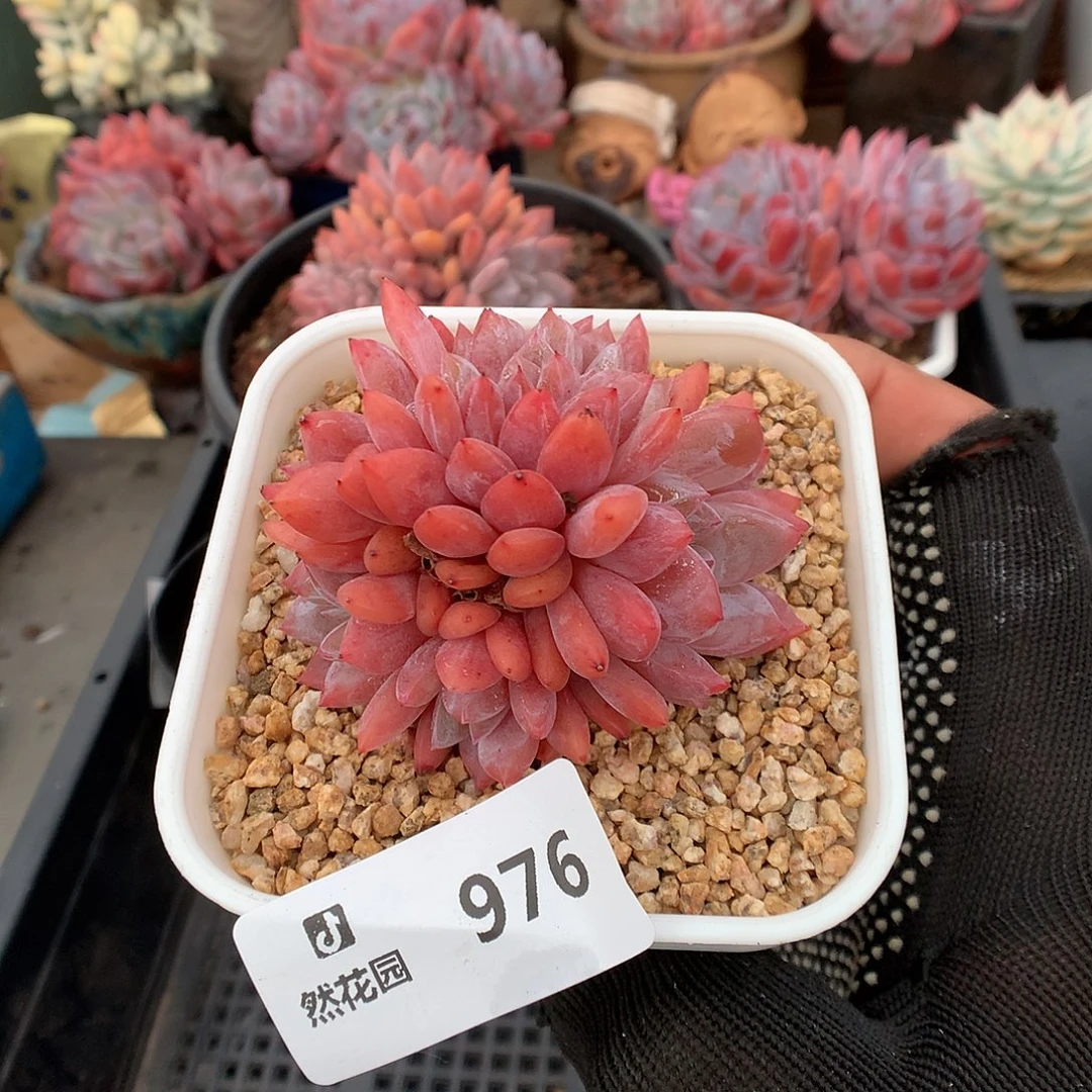 976日本雪天使多肉植物