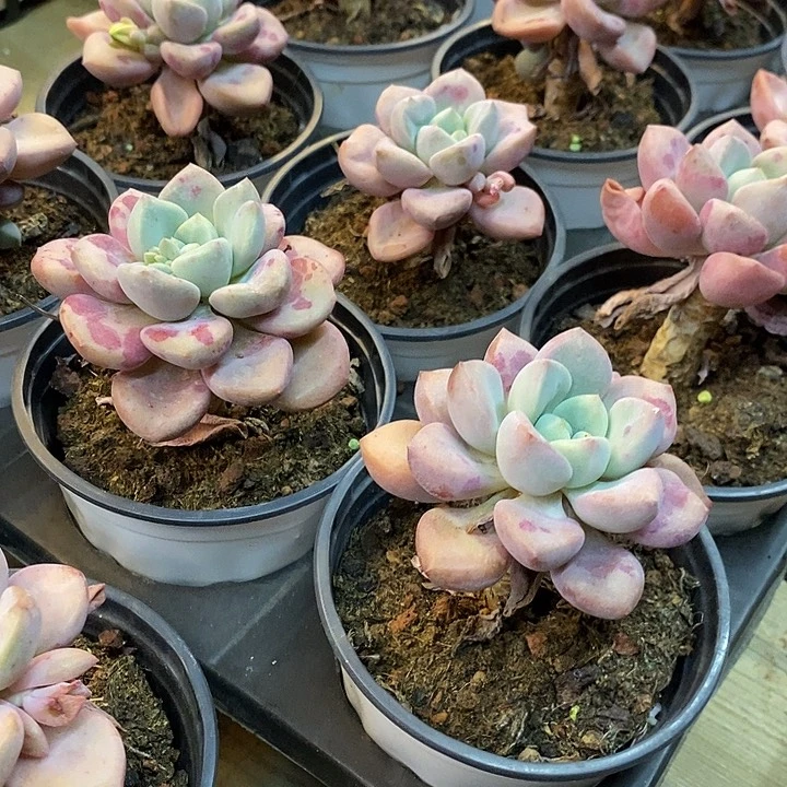 花班鹿单头老桩去拍