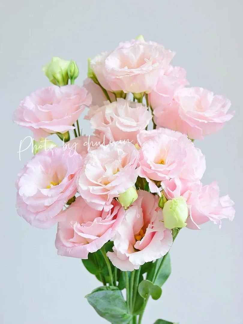 婵之语优选    粉貂蝉小众洋桔梗鲜切花