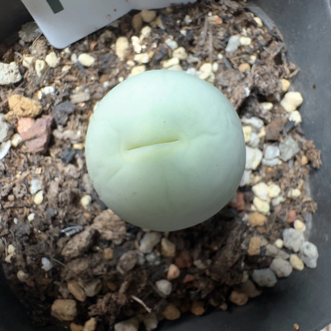 167。 鸽子蛋一颗带盆