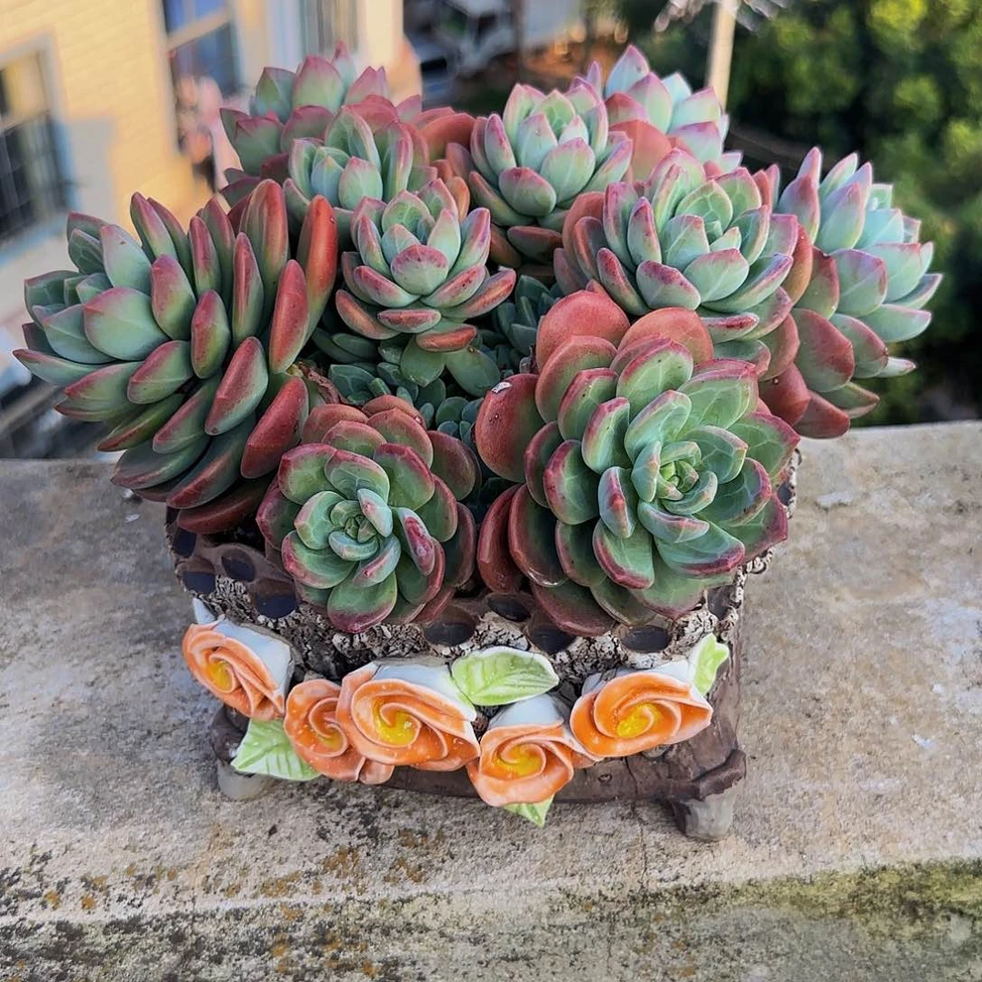 一**顺多肉植物拉萨