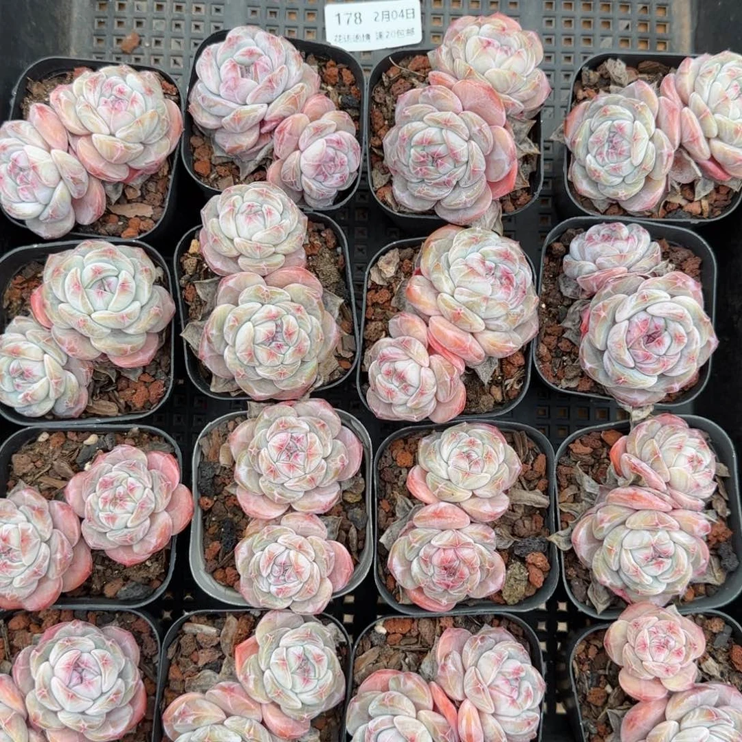 花语逸镜0204-178上量