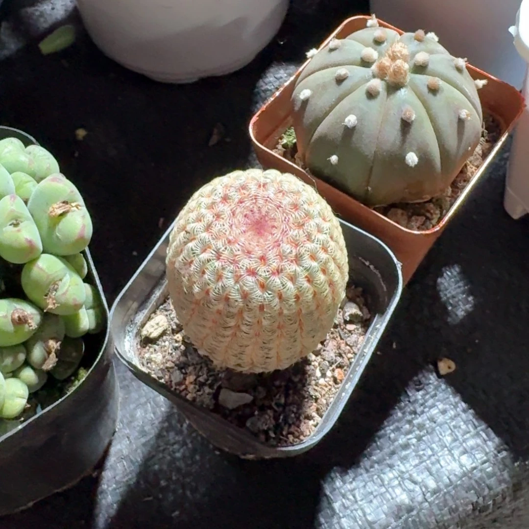 红太阳仙人球单头5㎝盆