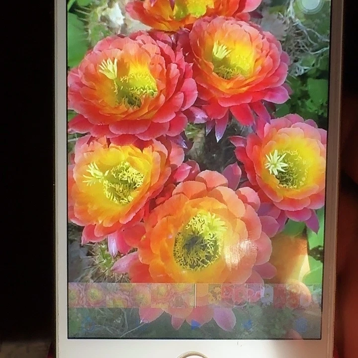 大满贯带根6公分左右毛花柱