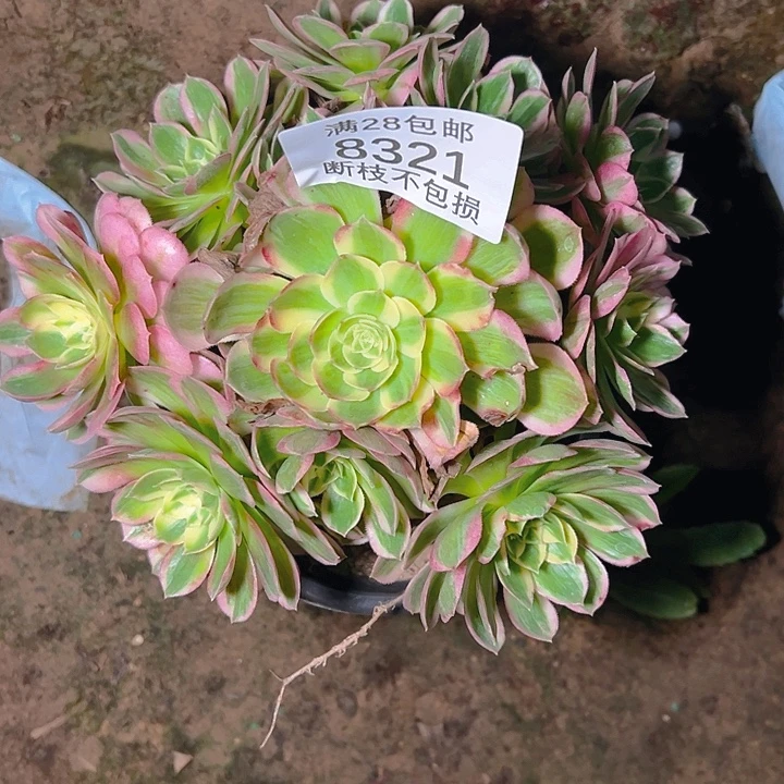 彩***8321海鲜多肉植物