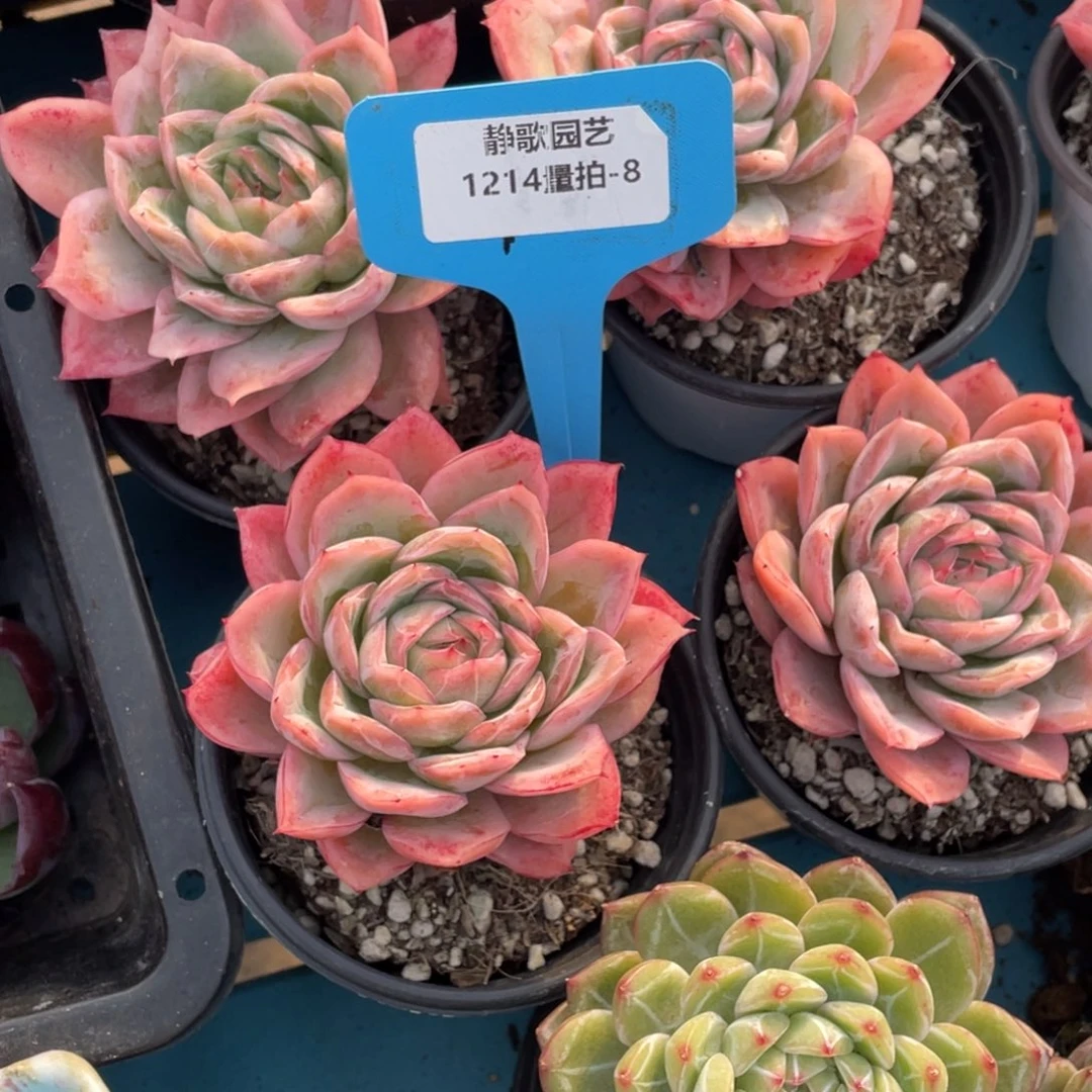 1214-8-梦春单头两颗