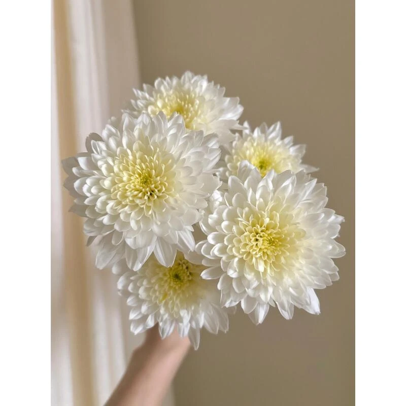 小冰岛 小雏菊（两单顺丰）