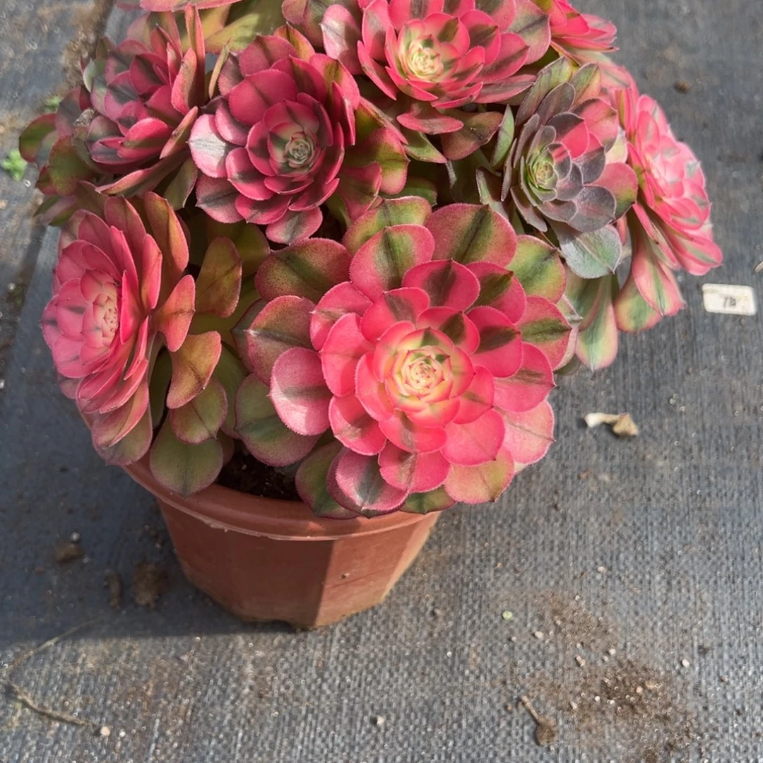 465荔枝有微瑕多肉多肉多肉