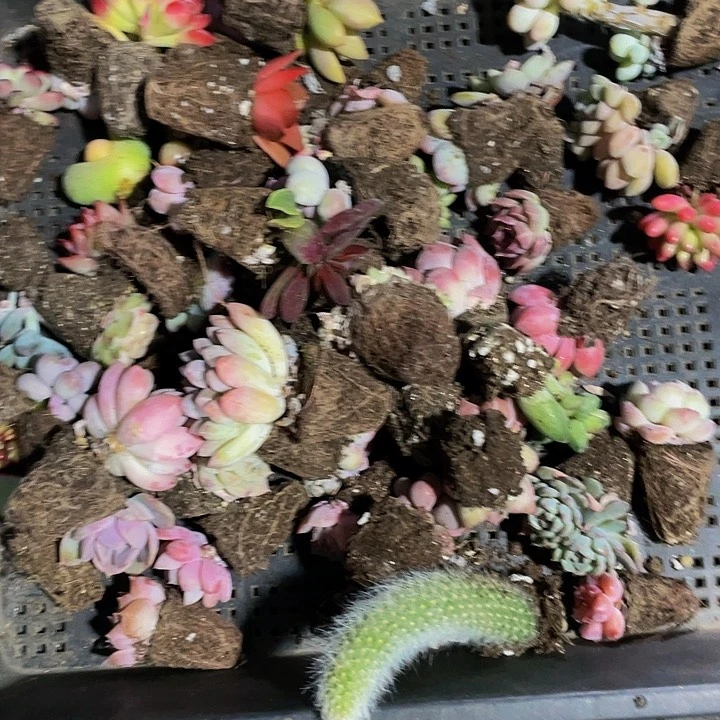 团****看12号筐带土发货一堆