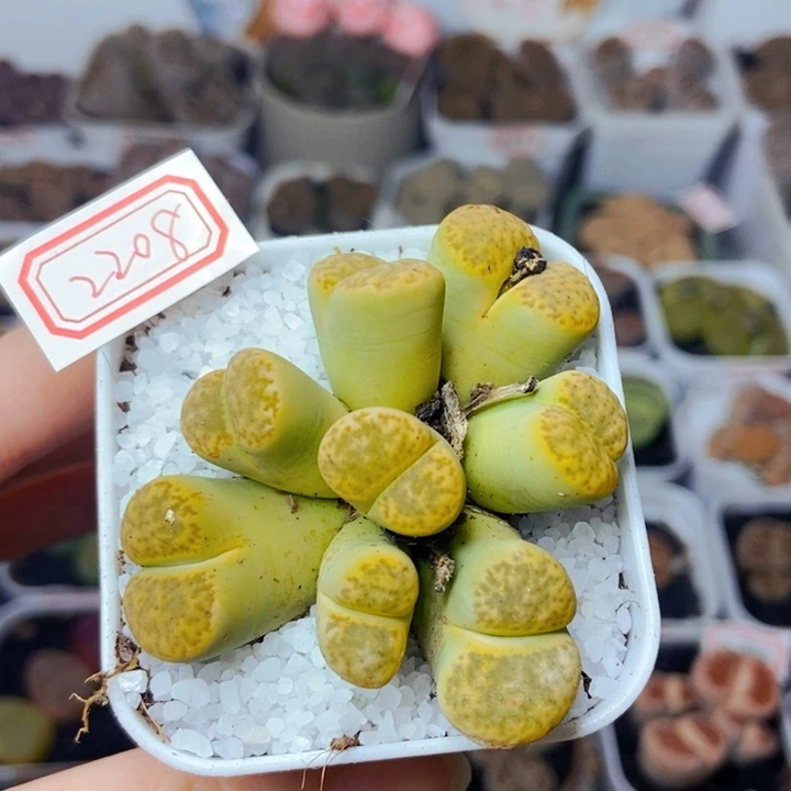 樱桃爱妃们的美肉