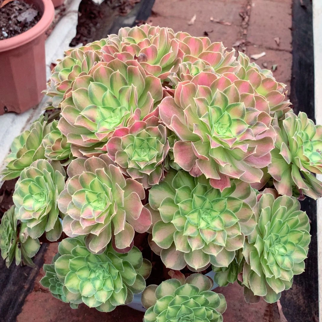 韶华老桩，多肉植物