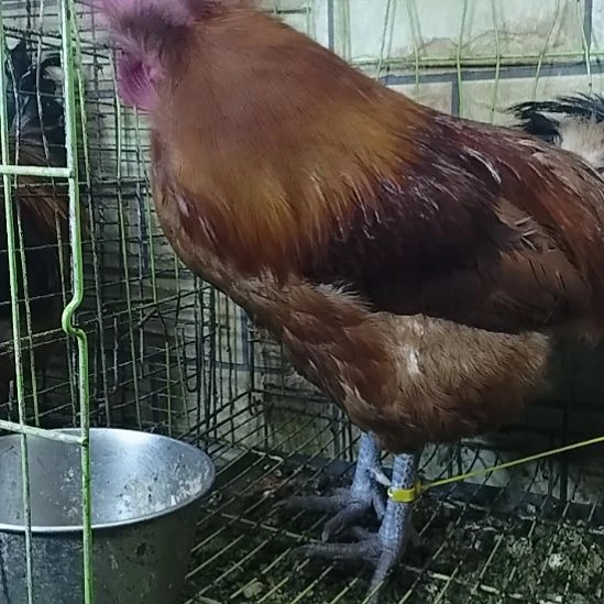 2天中国大陆贵州土鸡