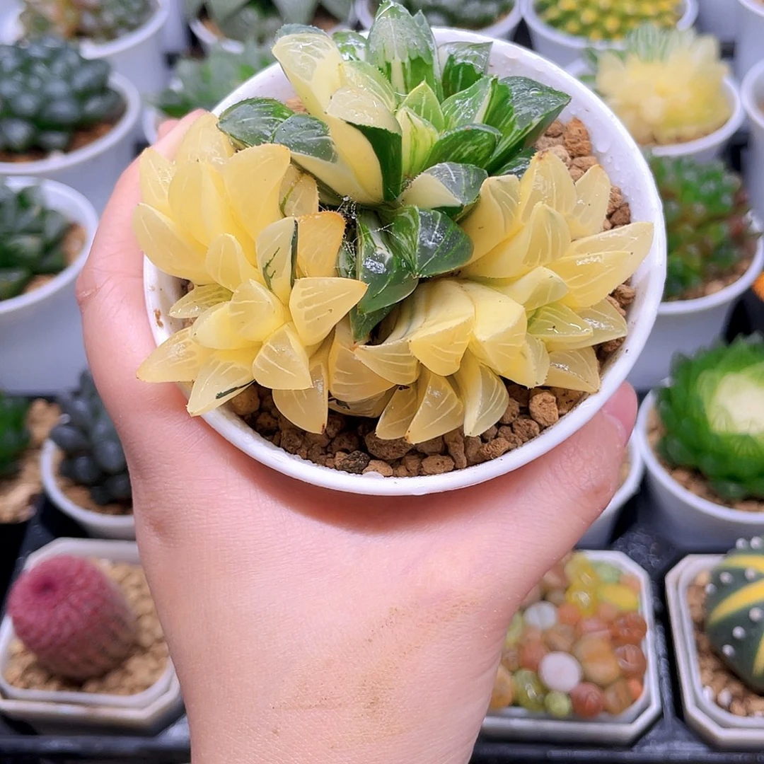 多头姬寿锦，原盆