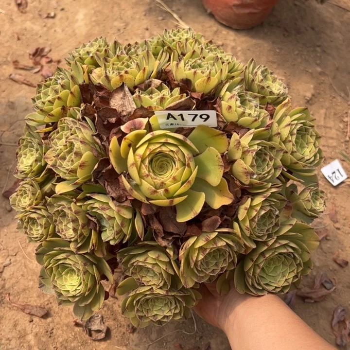 万拉丝多肉植物179.