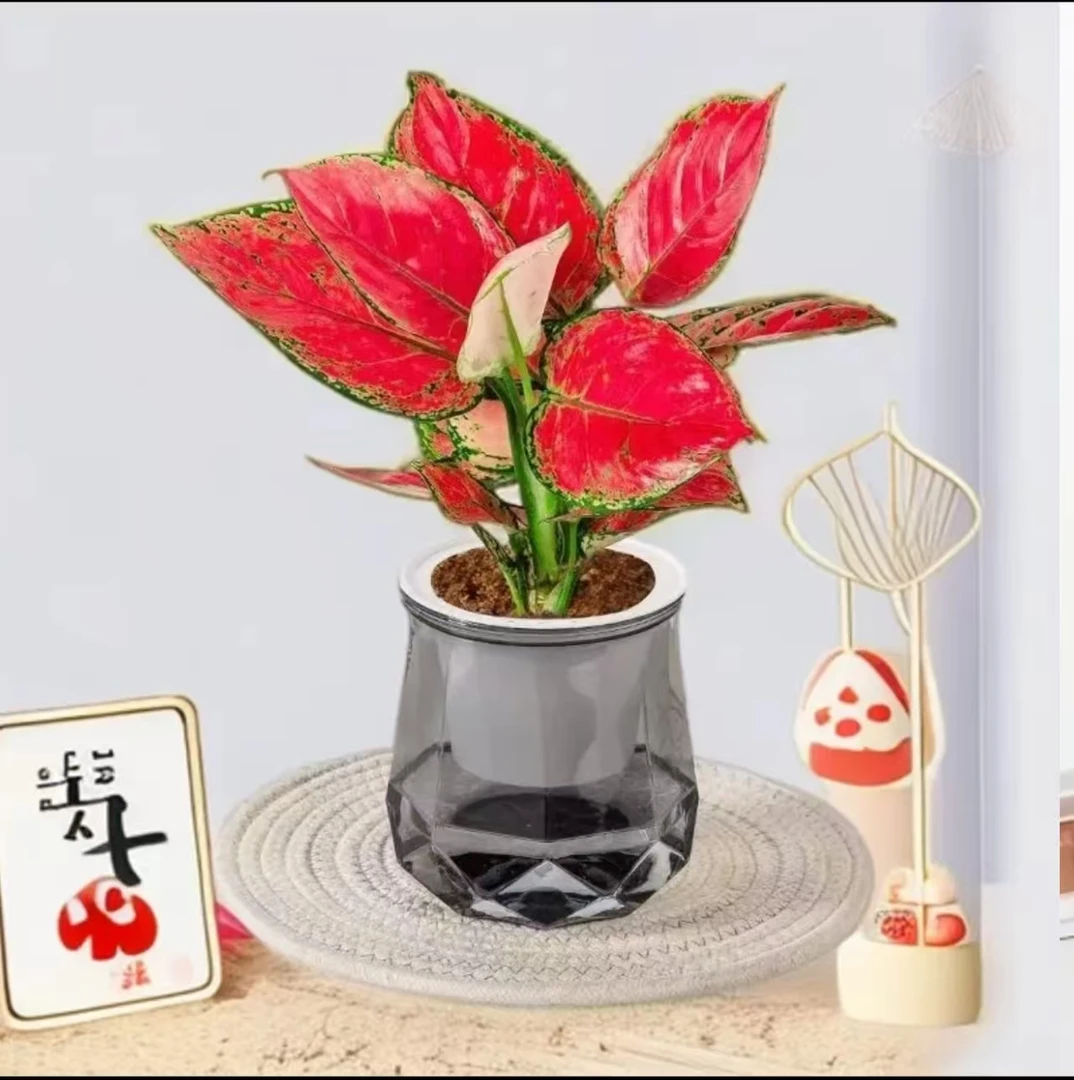 吉利红如意盆栽A1水培植物吸除甲醛四季好养易活