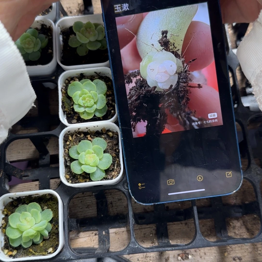 玉潄中苗盆一个满25包邮