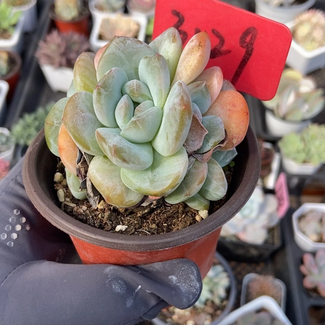 3129石榴籽多肉植物