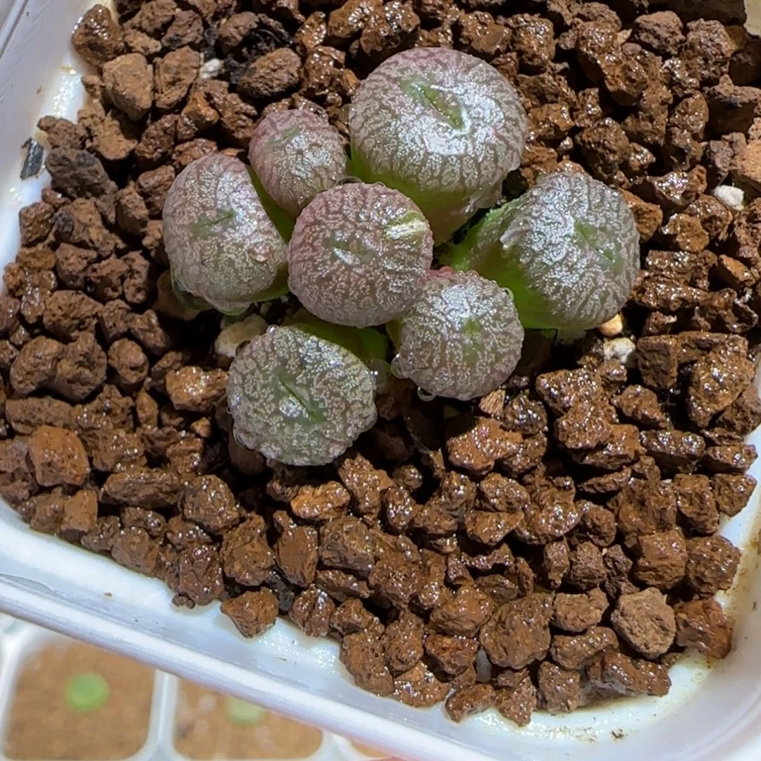 肉锥多肉植物组合-流水铜壶286