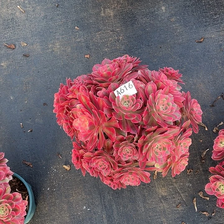 源*粉女巫多肉法师。   616