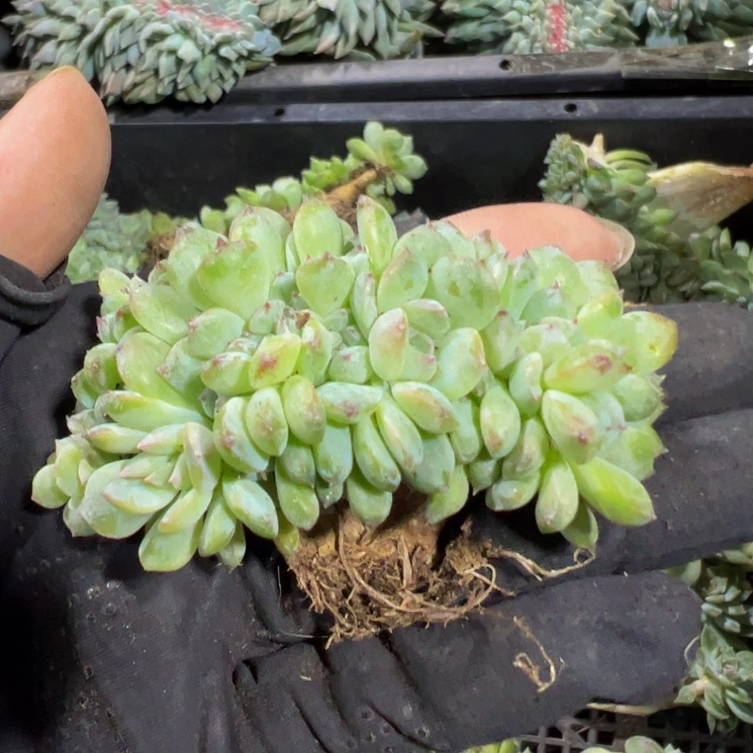 荷花冰魄缀微瑕 天天开心